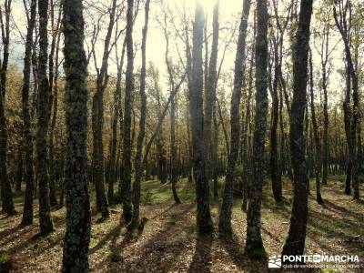 Bosque de Finlandia - Valle de El Paular;mapa senderismo baston senderismo ocio y aventura